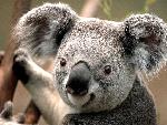 koala